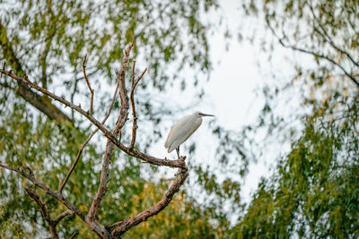 Low angle view of  egret bird perching on tree