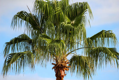 Low angle view of coconut palm tree against sky