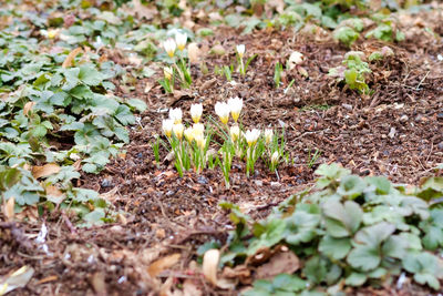 Close-up of flower growing in field