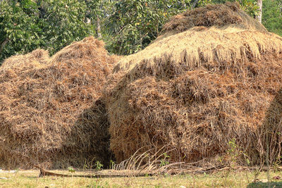 Hay bales on field