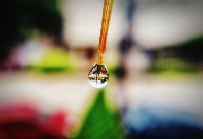 Close-up of insect on wet plant