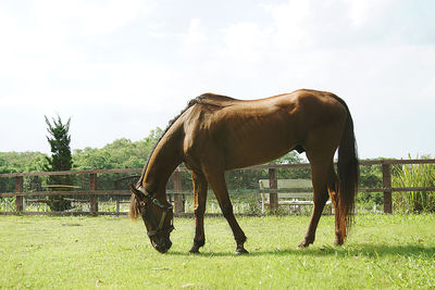 Horse grazing in field against sky