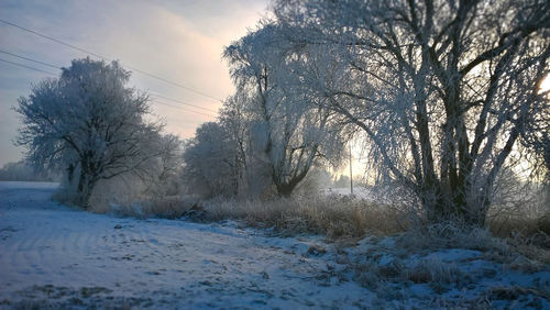 Trees on snow covered landscape