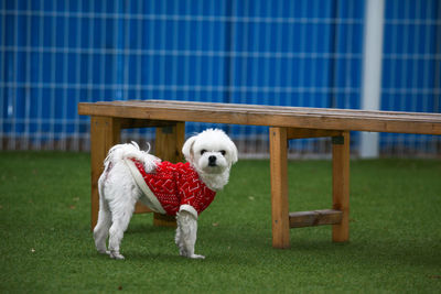 Full length of dog on grass