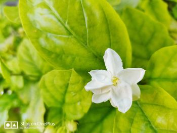 plant