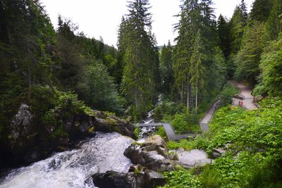 Scenic view of forest against sky