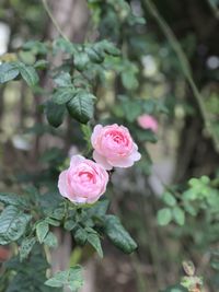 Close-up of pink rose