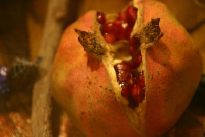 Close-up of orange flower