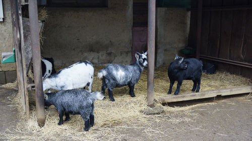 Goats on field