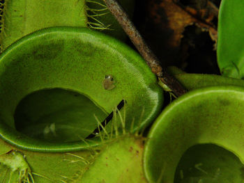 Close-up of green leaves