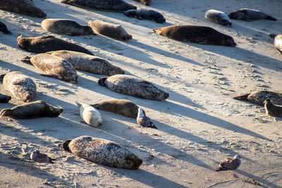 High angle view of rocks on beach