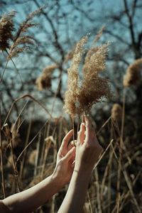 Close-up of hand touching plant