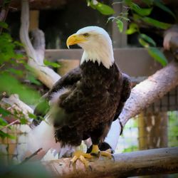 Close-up of eagle perching on branch