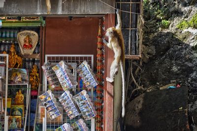 Clothes hanging on rock at store