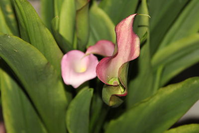 Close-up of pink flower