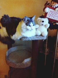 Cat looking up