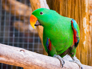 Close-up of parrot perching on wood