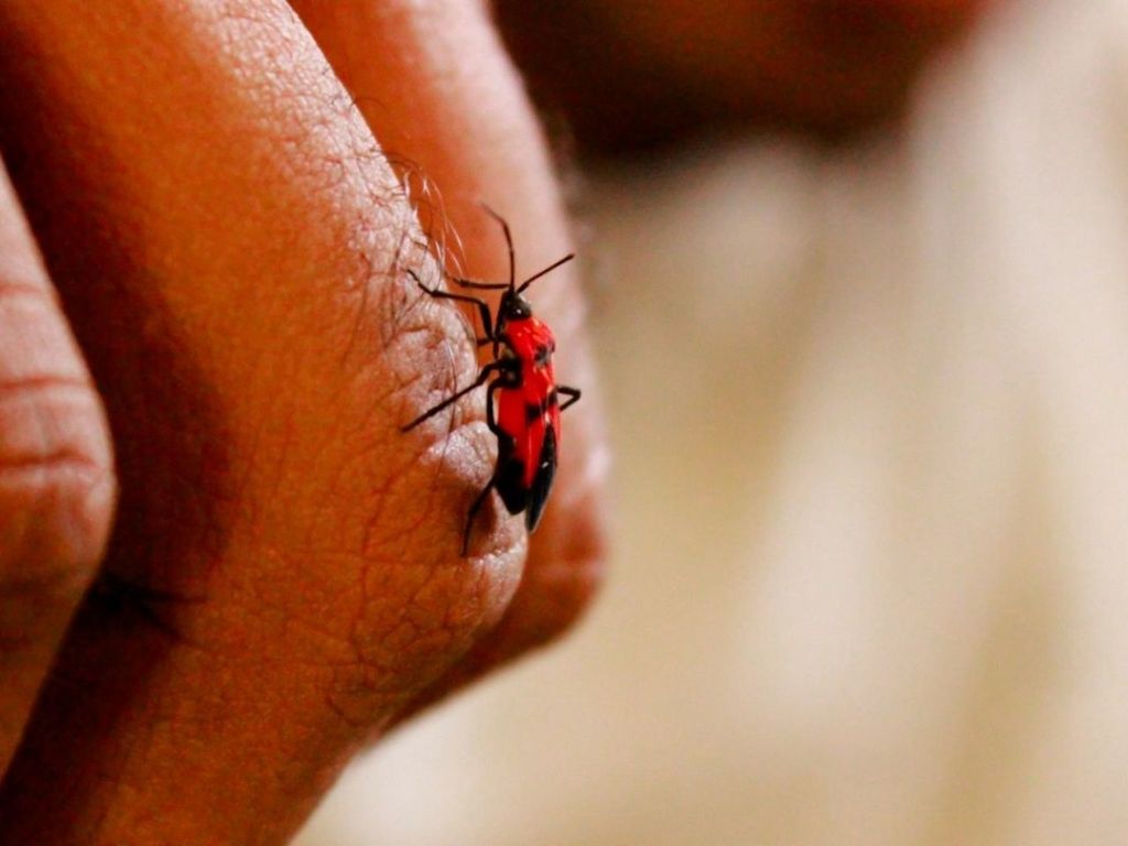 person, part of, human finger, cropped, holding, close-up, insect, unrecognizable person, focus on foreground, selective focus, wildlife, one animal, animals in the wild, animal themes, lifestyles, leisure activity, detail