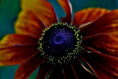 Close-up of purple flower