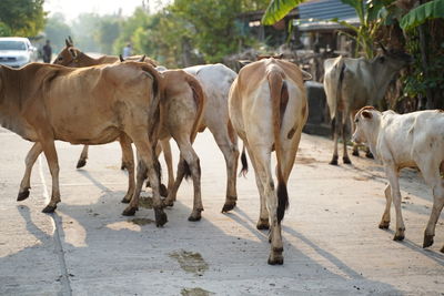 Cows walking on road