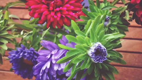 Close-up of purple flowers blooming outdoors