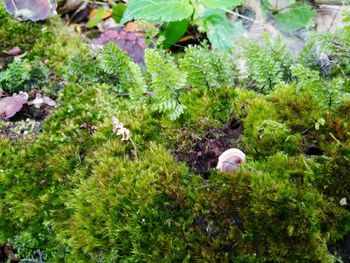 High angle view of plants and trees in forest