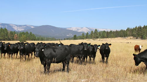 Black cows standing on field against clear sky