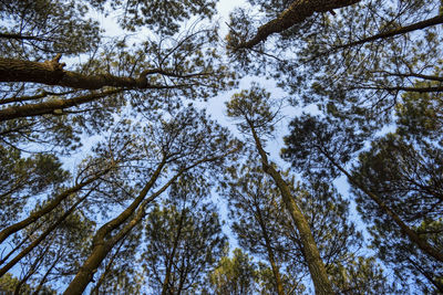 Low angle view of pine trees against sky