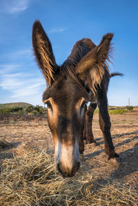 Portrait of donkey on field against sky