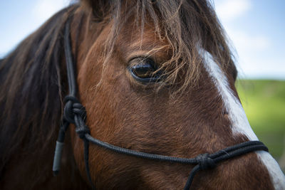 Close-up of horse