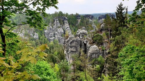 View of trees in the forest