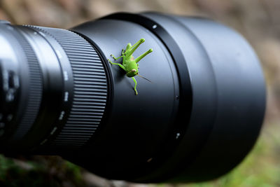 Close-up of camera seen through plant