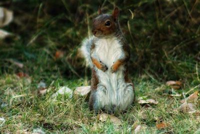 Squirrel sitting in a field