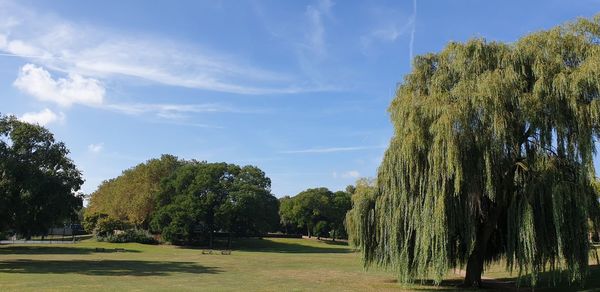 Trees growing on land against sky