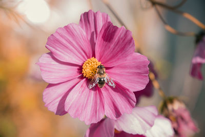 Pink flower with honey bee 