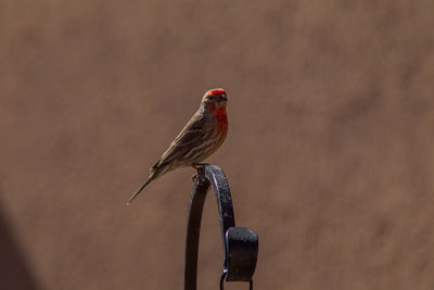 Close-up of bird perching on metal