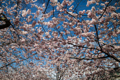 Low angle view of cherry blossoms in spring