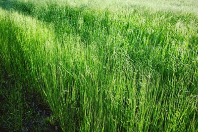 Full frame shot of rice field