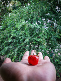 Close-up of hand holding strawberries