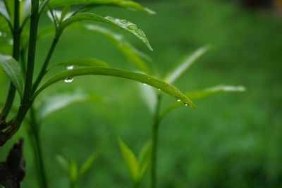 Close-up of wet plant