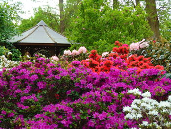 View of flowering plants in garden