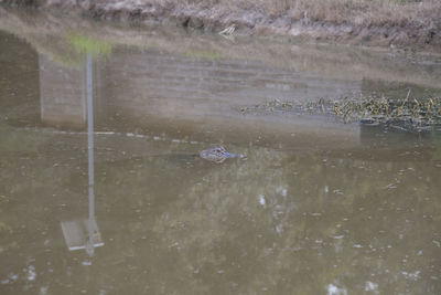 High angle view of duck swimming in lake