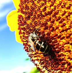 Close-up of bee pollinating on yellow flower