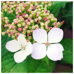 Close-up of white flowers