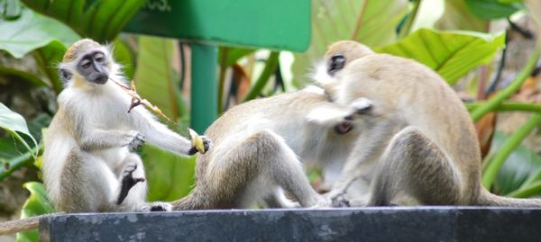 Monkeys sitting outdoors