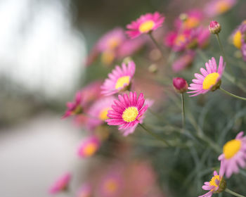 Close-up of pink flowering plants