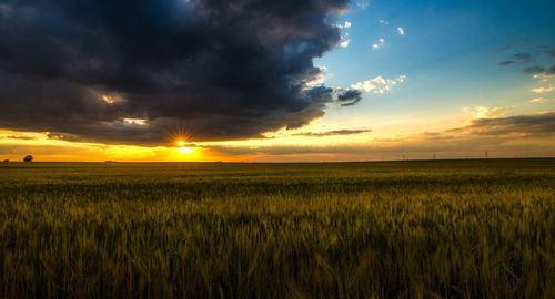 Scenic view of field against sky during sunset