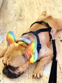 High angle view of dog sleeping on sand