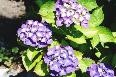 Close-up of purple hydrangea flowers