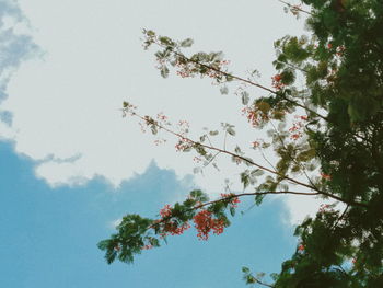 Low angle view of flowering tree against sky